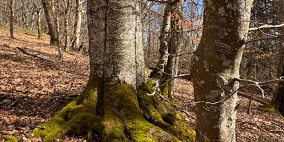 Eventlocation - Inventar: Tische - Schwäbische Alb - Biosphärenreservat Wolfstal zu Fuß in 5 Minuten vom Vogelhof - Vogelhof
