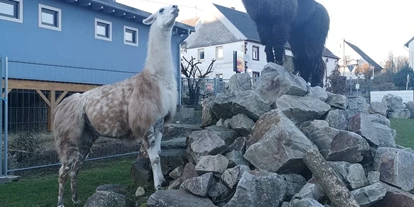 Eventlocation - Art der Location: Biergarten - Mörschied - Ausblick auf die Lamas und Alpakas aus dem Gastraum der AllerHand MietBar - AllerHand MietBar