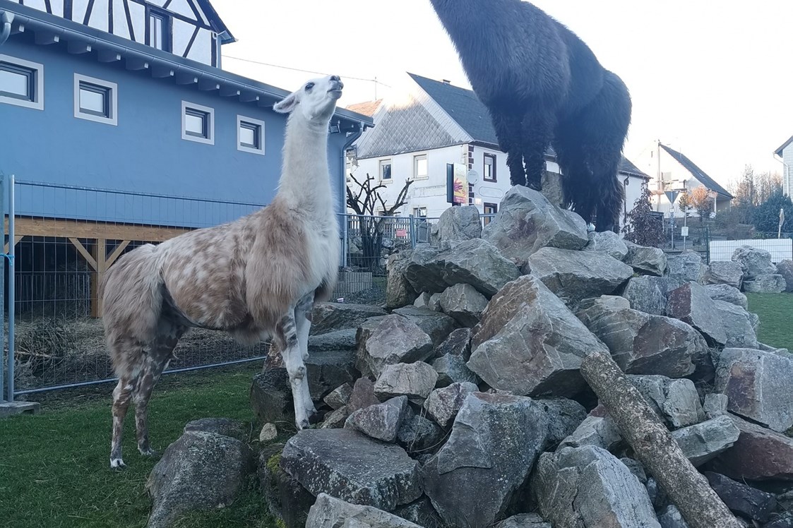 Location: Ausblick auf die Lamas und Alpakas aus dem Gastraum der AllerHand MietBar - AllerHand MietBar